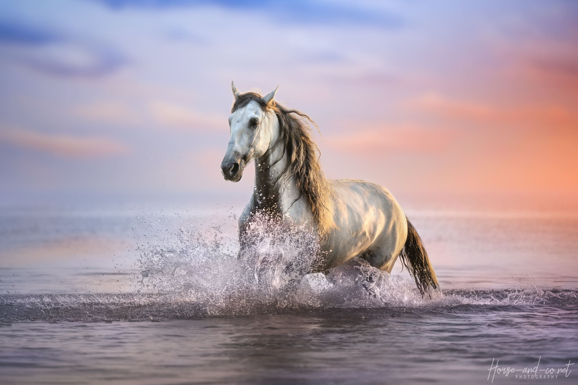 Cheval au galop dans l'eau au coucher du soleil
