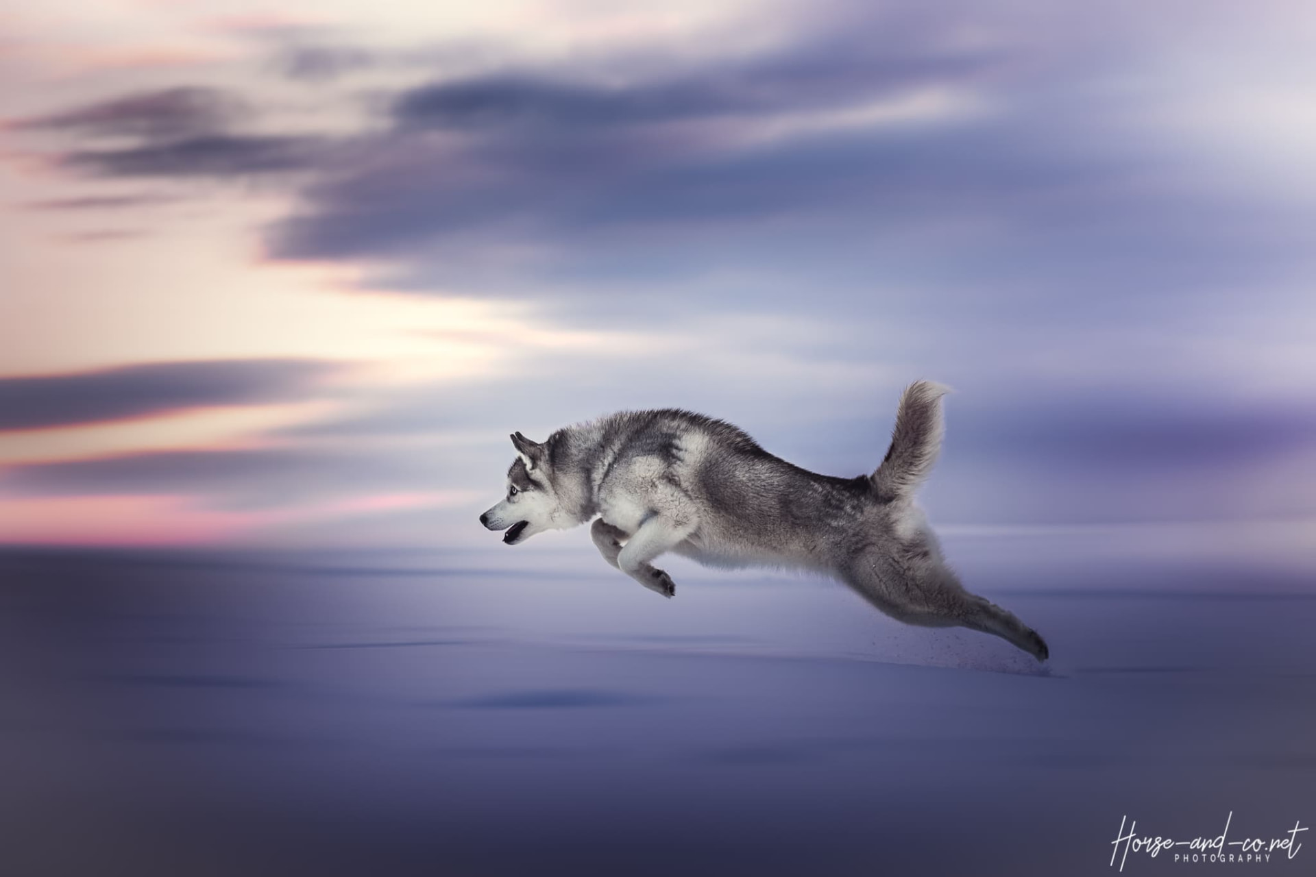 Husky en plein saut, mouvement figé